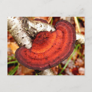 Birch Mazegill Fungus Briefkaart