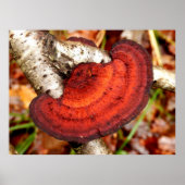 Birch Mazegill Fungus Poster (Voorkant)