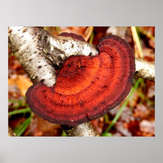 Birch Mazegill Fungus Poster (Voorkant)