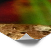 Birch Mazegill Fungus Poster (Hoek)