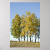 Birch Poster (Voorkant)