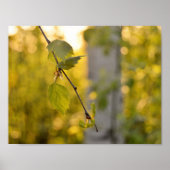 Birch Poster (Voorkant)