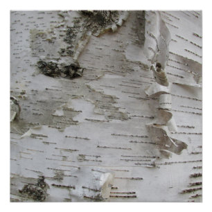 Birch Tree Bark Peeled Old Art Photo Poster