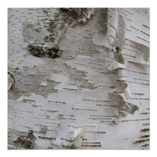 Birch Tree Bark Peeled Old Art Photo Poster (Voorkant)