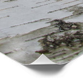 Birch Tree Bark Peeled Old Art Photo Poster (Hoek)