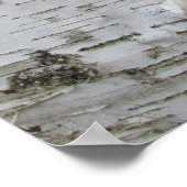 Birch Tree Bark Peeled Old Art Photo Poster (Hoek)