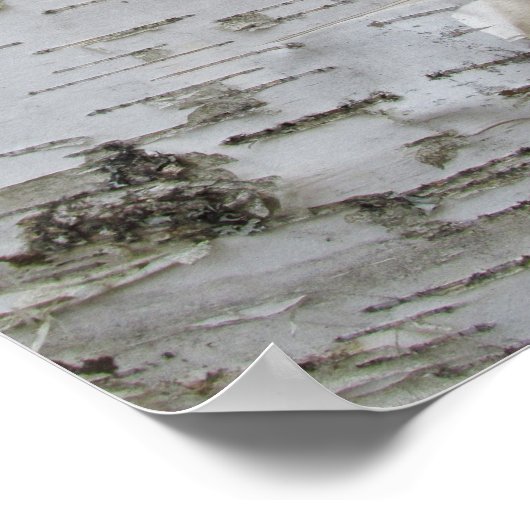 Birch Tree Bark Peeled Old Art Photo Poster (Hoek)