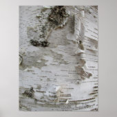 Birch Tree Bark Peeled Old Art Photo Poster (Voorkant)