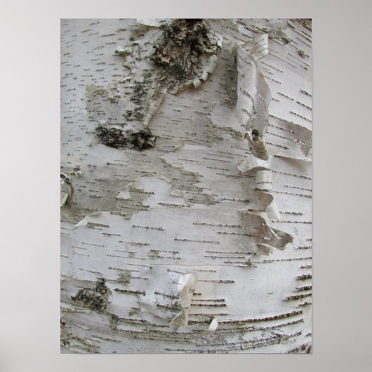 Birch Tree Bark Peeled Old Art Photo Poster (Voorkant)