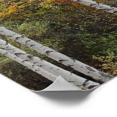 Birch Trees Autumn Photo Value Poster Paper (Hoek)