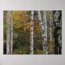 Birch Trees Autumn Photo Value Poster Paper
