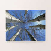 Birch Trees Colorado Legpuzzel (Horizontaal)
