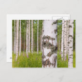 birch trees in Finnish forests Briefkaart (Voorkant / Achterkant)