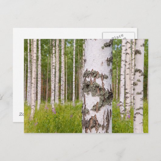 birch trees in Finnish forests Briefkaart (Voorkant / Achterkant)