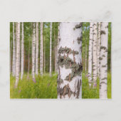 birch trees in Finnish forests Briefkaart (Voorkant)