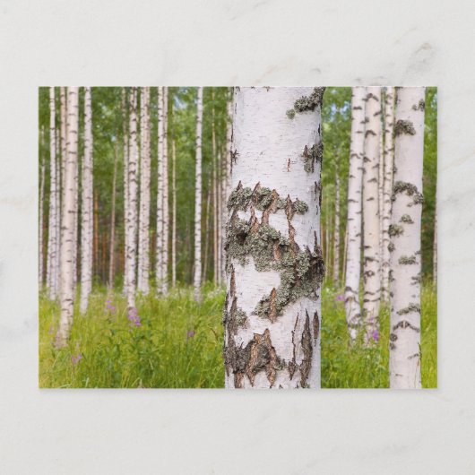 birch trees in Finnish forests Briefkaart (Voorkant)