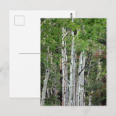 Birch Trees Mount Charleston Nevada  Briefkaart (Voorkant / Achterkant)