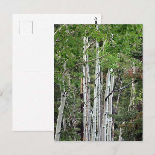 Birch Trees Mount Charleston Nevada  Briefkaart (Voorkant / Achterkant)