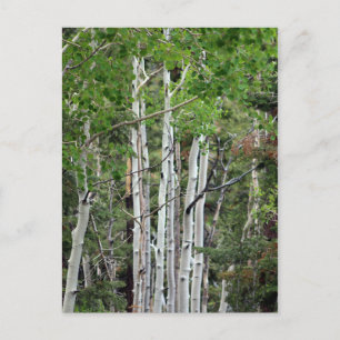 Birch Trees Mount Charleston Nevada  Briefkaart
