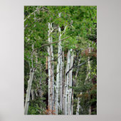 Birch Trees Mount Charleston Nevada Poster (Voorkant)