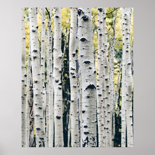 Birch Trees Rustic Cabin Poster (Voorkant)