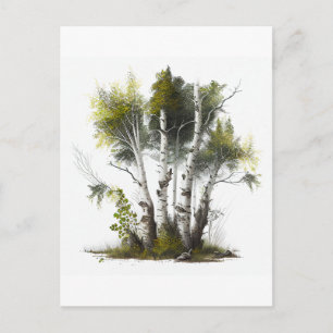 Birch Trees, the Birches Northern Ireland Briefkaart