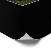 Birch Trees Wilderness Forest Foto's afdrukken Poster (Hoek)