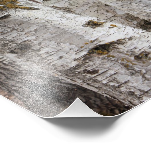 Birches Foto Afdruk (Hoek)