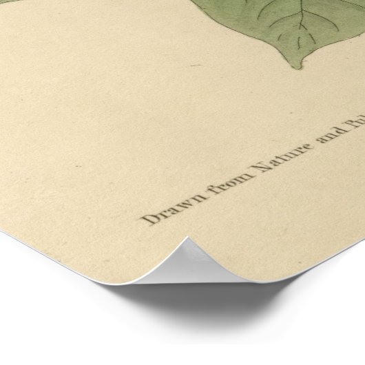 Bird, America, Carolina Turtle Dove, Audubon, Vint Poster (Hoek)