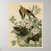 Bird, America, Carolina Turtle Dove, Audubon, Vint Poster (Voorkant)
