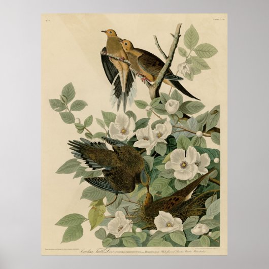 Bird, America, Carolina Turtle Dove, Audubon, Vint Poster (Voorkant)