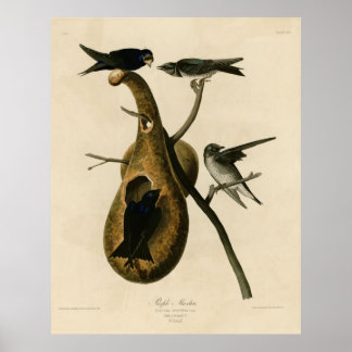 Bird, America, Purple Martin, Audubon, Vintage Poster