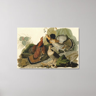 Bird, America, Ruffed Grouse, Audubon, Canvas Afdruk