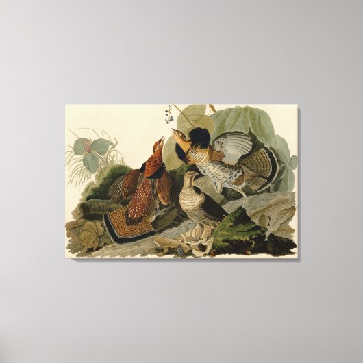 Bird, America, Ruffed Grouse, Audubon, Canvas Afdruk (Voorkant)