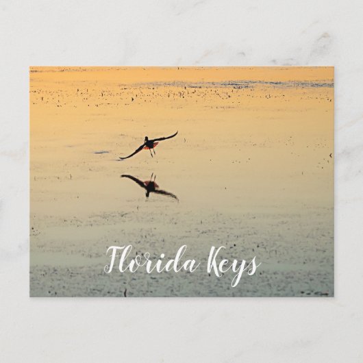 Bird and Reflection Flying Sunset Key West Florida Briefkaart (Voorkant)