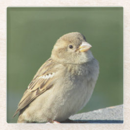 Bird Animal Foto Small Brown House Sparrow Glazen Onderzetter