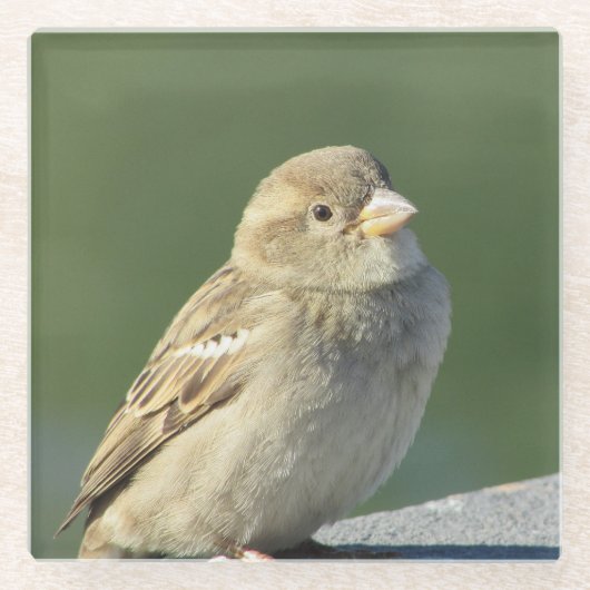 Bird Animal Foto Small Brown House Sparrow Glazen Onderzetter (Voorkant)