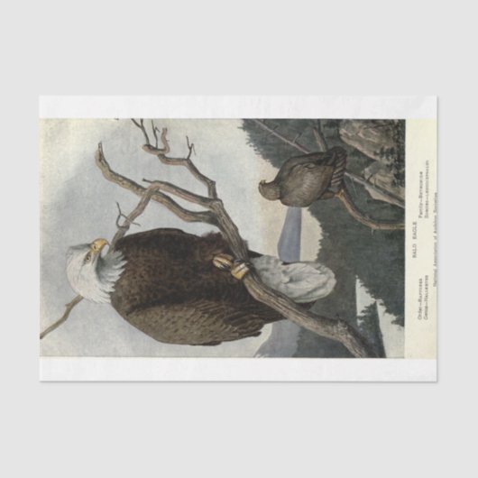Bird Bald Eagle Ephemera Decoupage Tissuepapier (Voorkant)