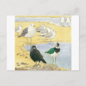 Bird Beach Wildlife Jackdaw Gull Zee Briefkaart (Voorkant)