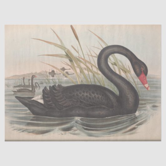 Bird Black Swan Ephemera Decoupage Tissuepapier (Voorkant)
