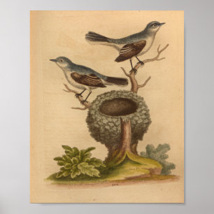  Bird Blue Brown Nest Print