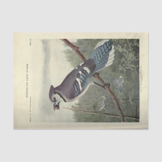 Bird Blue Jay Ephemera Decoupage Vintage Tissuepapier (Voorkant)