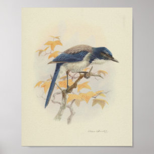 Bird Blue White Print