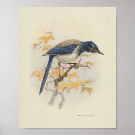  Bird Blue White Print (Voorkant)