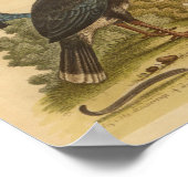 Bird Blue Yellow Crested Print (Hoek)