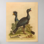  Bird Blue Yellow Crested Print (Voorkant)