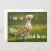 Bird Brain Funny Chicken Briefkaart (Voorkant / Achterkant)
