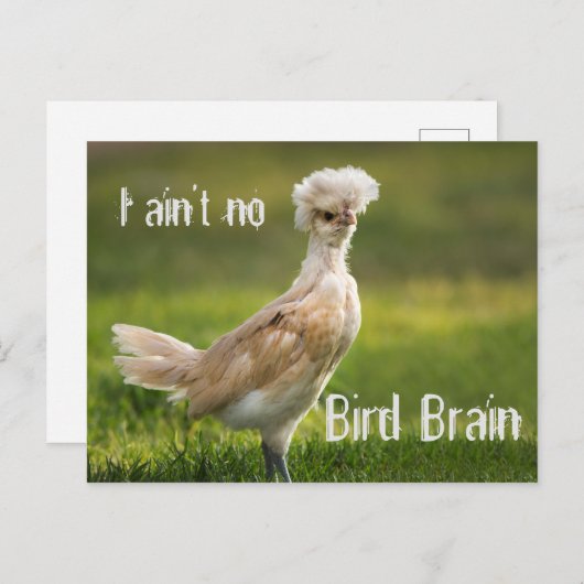 Bird Brain Funny Chicken Briefkaart (Voorkant / Achterkant)