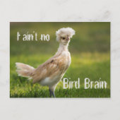 Bird Brain Funny Chicken Briefkaart (Voorkant)