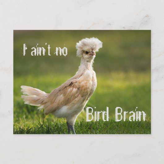 Bird Brain Funny Chicken Briefkaart (Voorkant)